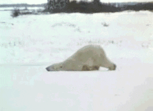 polarni medved se vleče po tleh