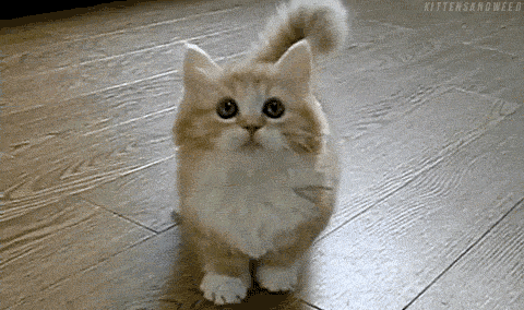Kitten GIF - Find & Share on GIPHY