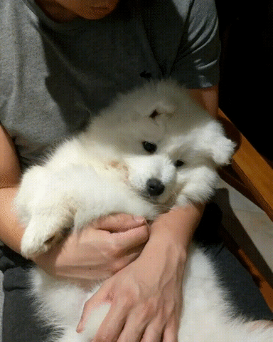 Camera Samoyed GIF - Find & Share on GIPHY