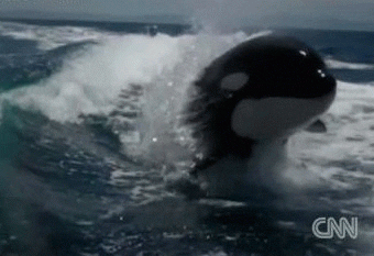 Marine Mammals Orca GIF
