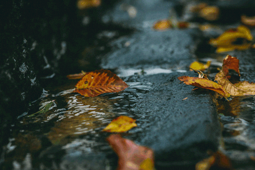 계절, 날씨, 가을, 비, 낙엽