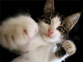 CRAZY CAT EYES! Cats, Best cat gifs, Silly cats