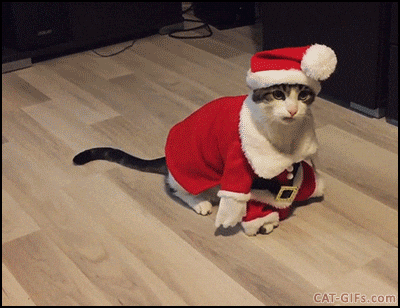 santa cat trips