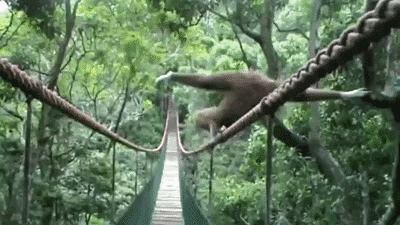 Monkey finding its balance.