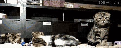 Scared Cat GIF - Find & Share on GIPHY