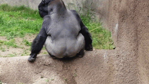 people poop gorilla throws
