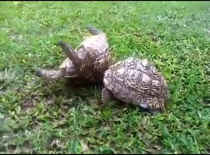 Turtle Helping GIF - Find & Share on GIPHY