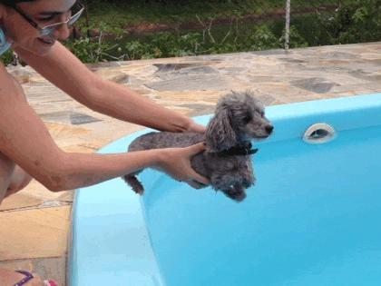 19 adorable puppers swimming in mid air because they think theyre in the water Swimming GIF - Find & Share on GIPHY