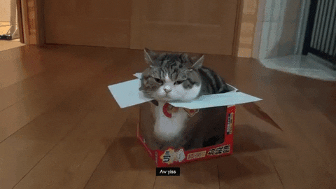 Cute Cat Improvise GIF