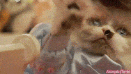 Gif