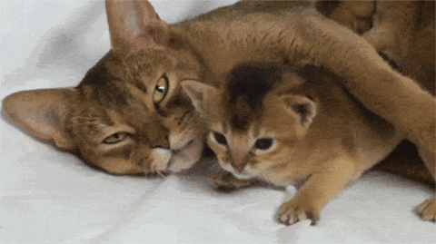 Cat GIF - Find & Share on GIPHY