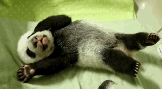 Panda Cubs GIFs - Find & Share on GIPHY