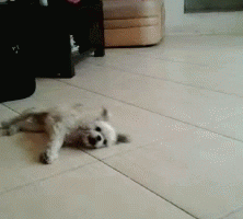 Rolling Dog GIFs - Find & Share on GIPHY