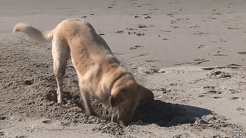 Golden Retriever digging in the sand.