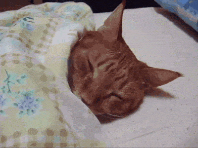 cat kitty tired sleep bed