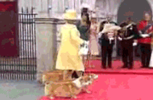 Queen Elizabeth walking her corgis. 