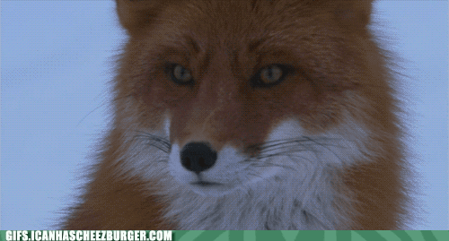 gif by cheezburger find share on giphy