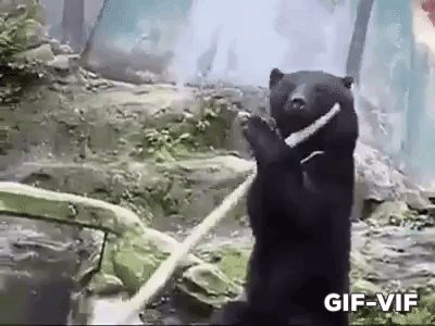 Kung Fu Bear in animals gifs