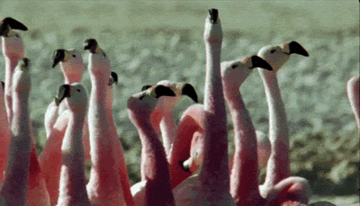 Flamingos questionando o motivo de alguém fazer isso