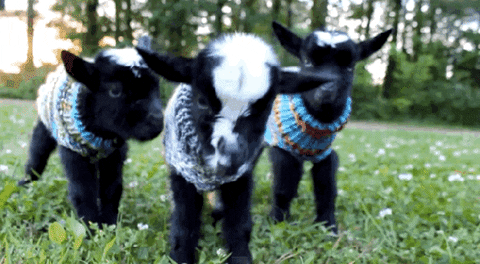 animals GIF