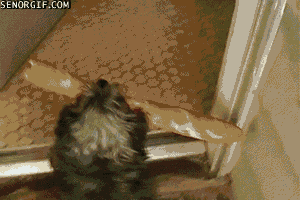 Idiot GIF by Cheezburger - Find & Share on GIPHY