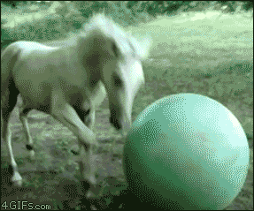 Horse Falling GIF - Find & Share on GIPHY