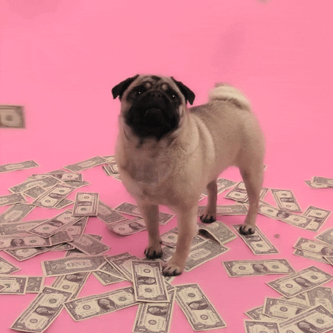 perrito Pug viendo caer billetes 