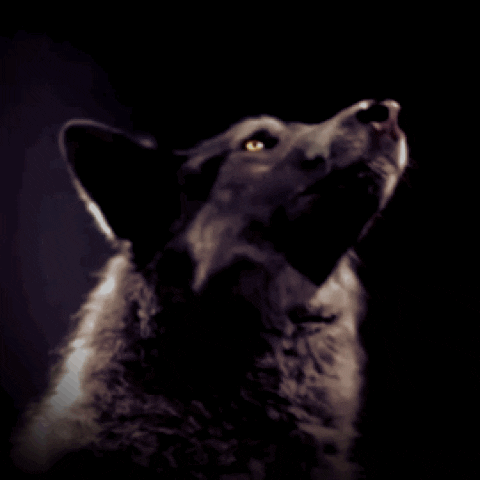  wolf full moon lobo howling loup GIF