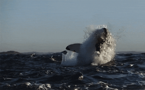 Jaws GIF Find & Share on GIPHY