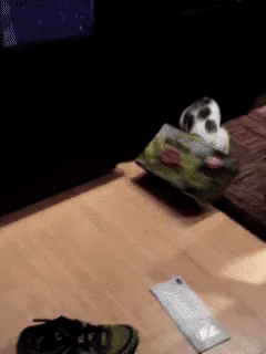 giphy.gif