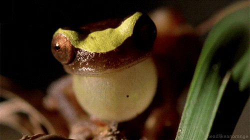 Frog GIF by Head Like an Orange - Find & Share on GIPHY