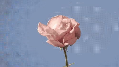 Image result for flower gifs