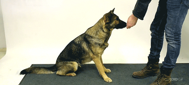 German Shepherd is having a training session.