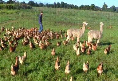 Alpacas GIFs - Find & Share on GIPHY