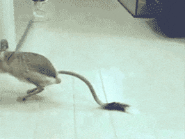 Jerboa GIF - Find & Share on GIPHY