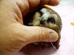 petting gif maker petting gif maker