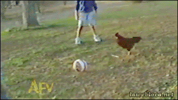 Cheezburger soccer chickens