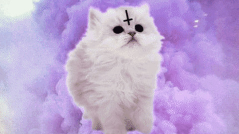 Cat Cross GIFs - Find & Share on GIPHY