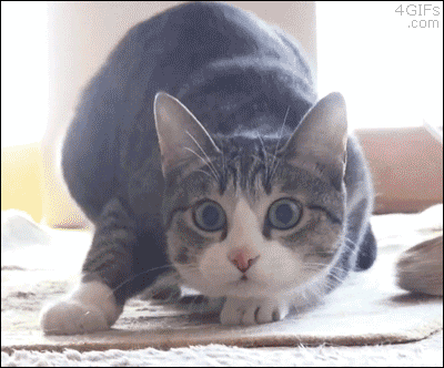 Cat GIF - Find & Share on GIPHY