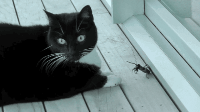 Cat Weta GIF - Find & Share on GIPHY