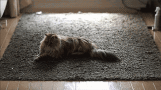 Cat Chasing on Carpet gif