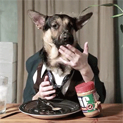 самые смешные собаки интернета, собаки гифки, забавные собаки, смешные гифки с собаками