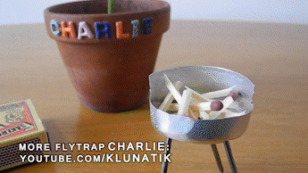 Charlie Barbecue GIF - Find & Share on GIPHY