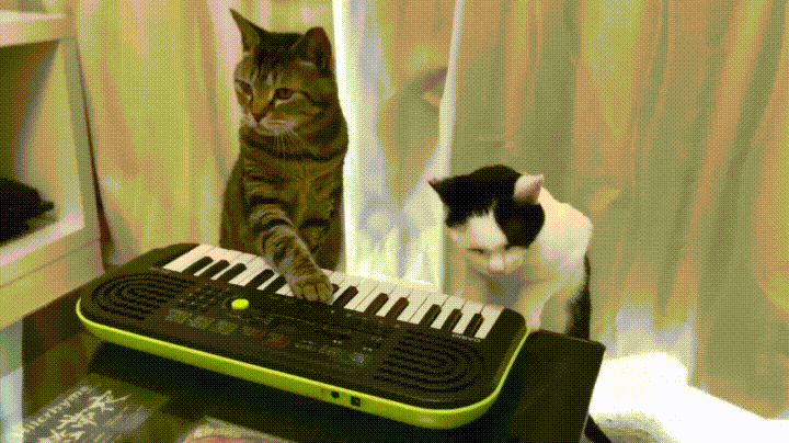 Music GIF - Find & Share on GIPHY