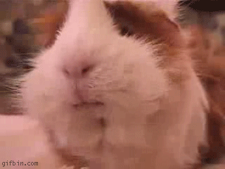 Guinea Pig GIF Find Share on GIPHY