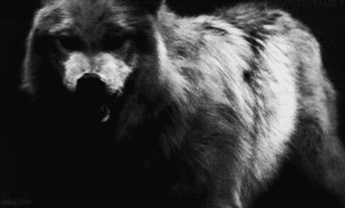Volk zarenči
