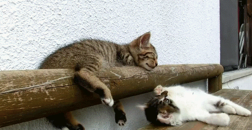 Gatito molestando a su amigo se cae