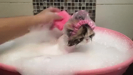 Gato ducha