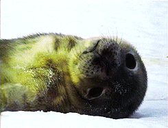 Bebé foca