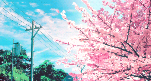 Cherry Blossom Love GIF